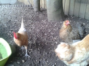 Heidi, Holly and Bo... Sunny was busy laying an egg!!
