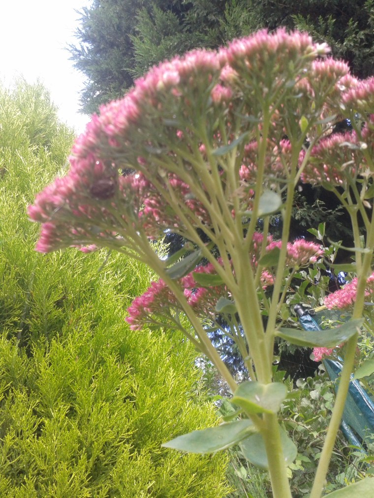 The cedum in glorious autumn splendour from Jess' point of view!