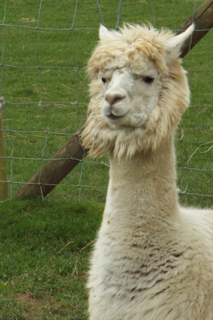 just had to stop the car the other day for this cheeky chappy!