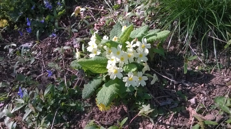 pretty pale lemon primroses still in bloom