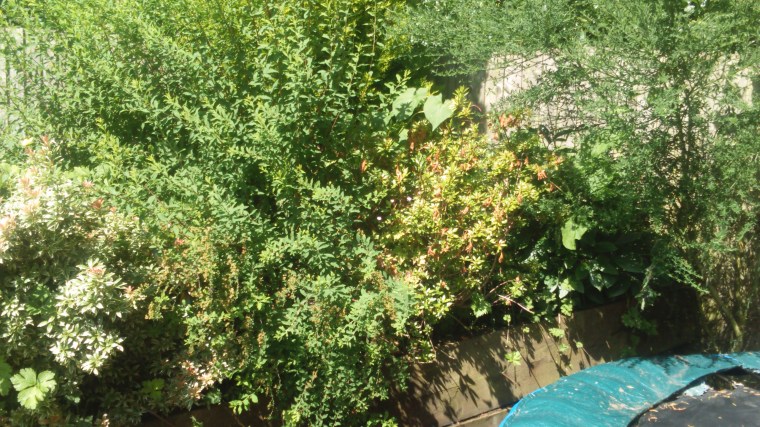 a lot of weeding needed in the garden...overgrown bush!!