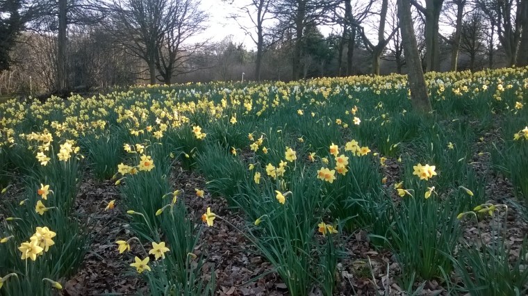 WP_20160325_17_36_13_Pro