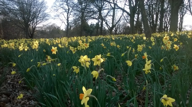 WP_20160325_17_36_21_Pro