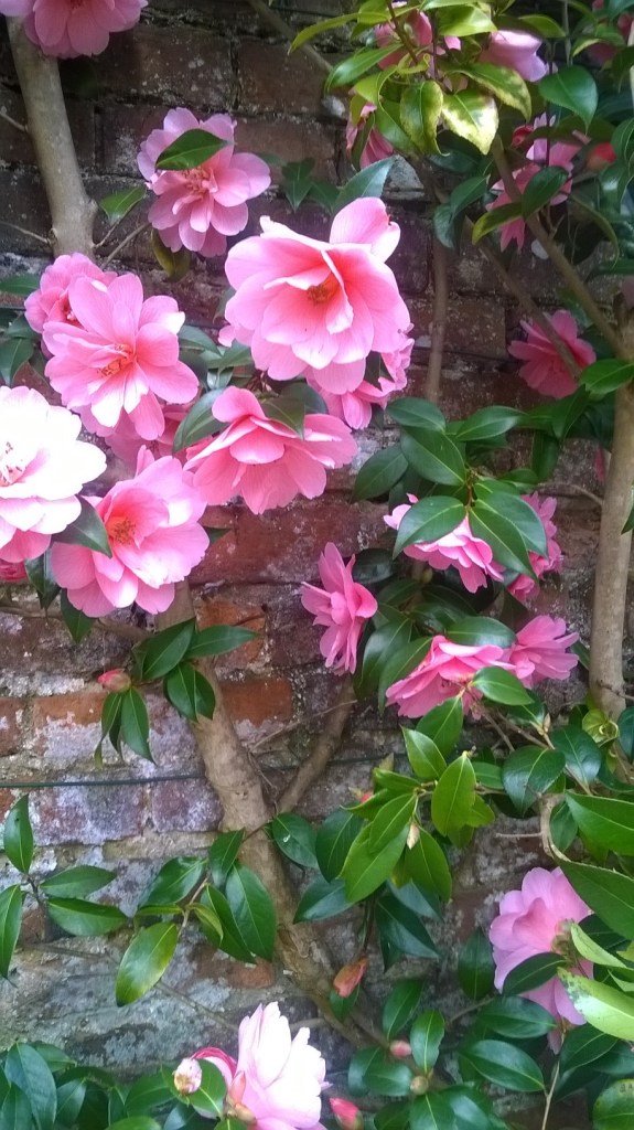 WP_20160330_13_44_22_Pro