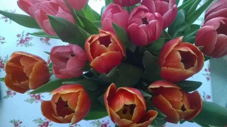 but today it has been cold, so these tulips brought the spring inside