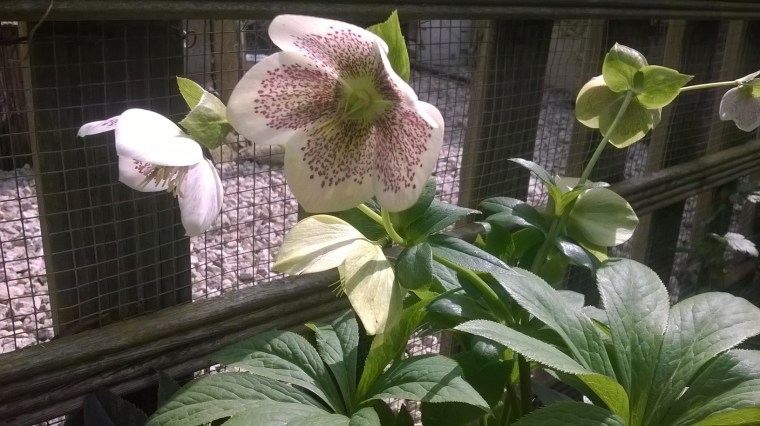 hellebore raising its head