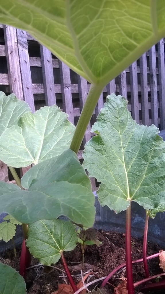 Rhubarb sprouting