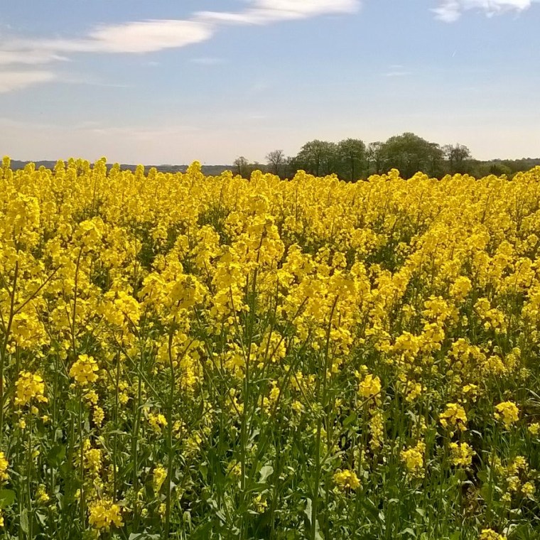 Fields of just WOW!!