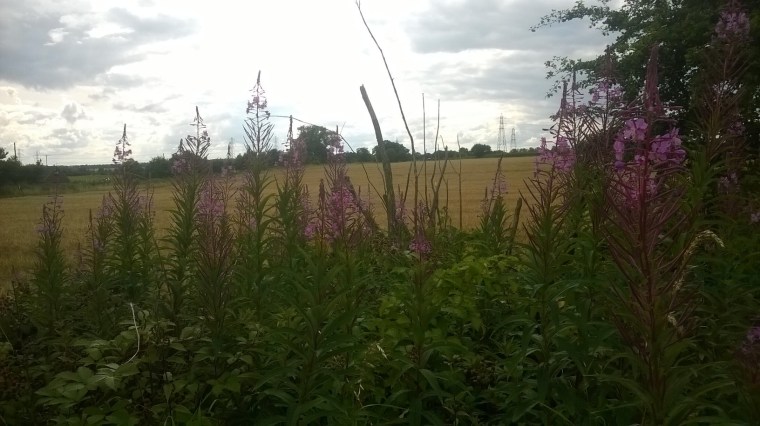 WP_20160731_16_02_03_Pro