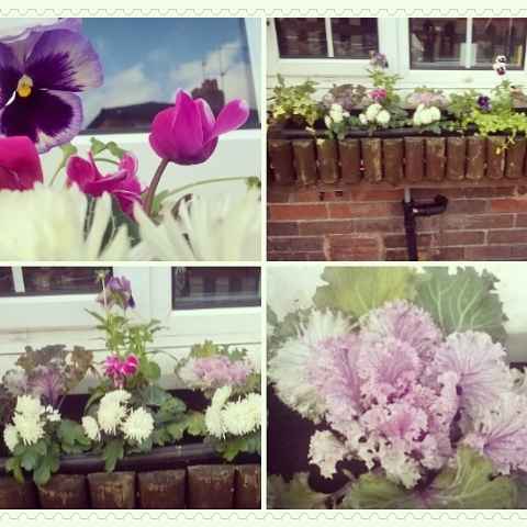 planting out my winter window boxes