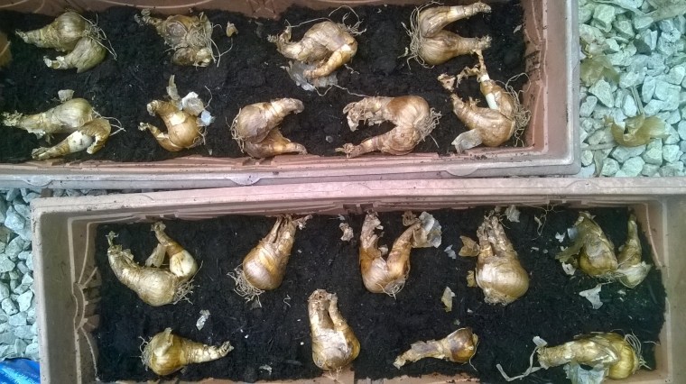 and hiding daffodill bulbs under the ground