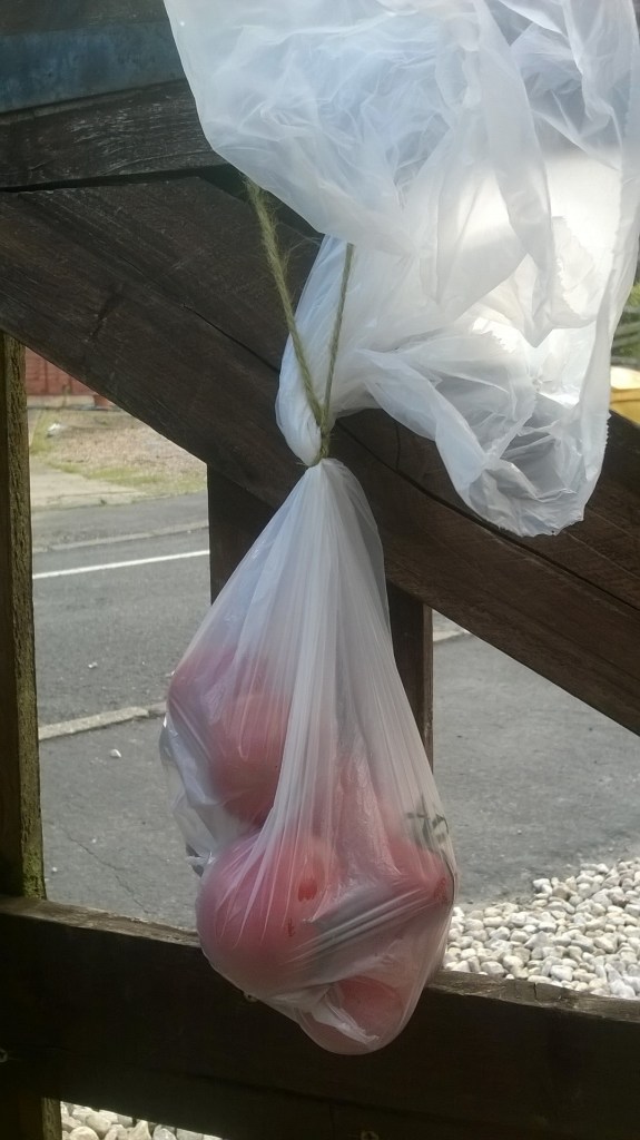 Enjoying suprise gifts left by a neighbour