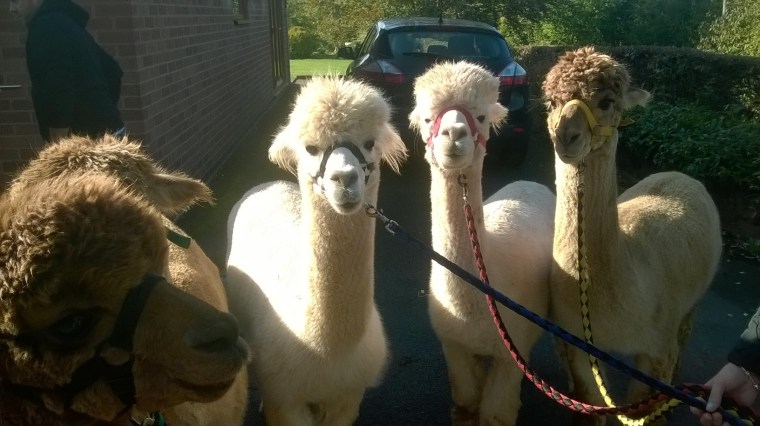 wp_20161015_11_37_57_pro