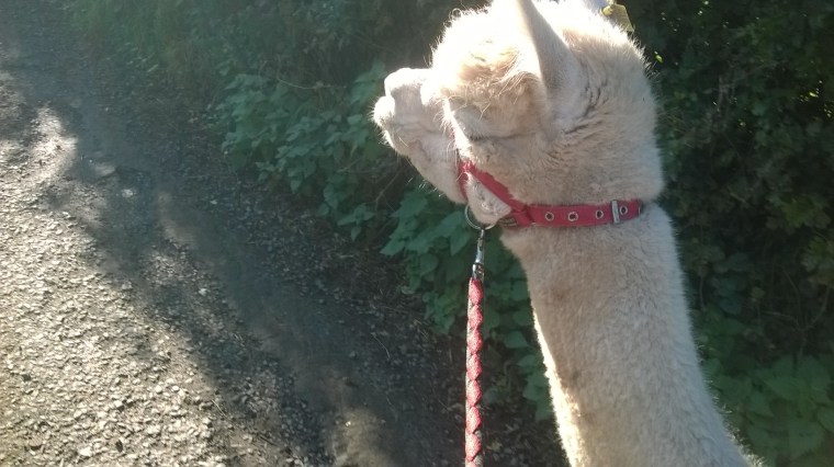 wp_20161015_11_49_24_pro