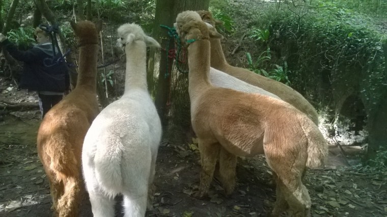 wp_20161015_12_33_36_pro-1