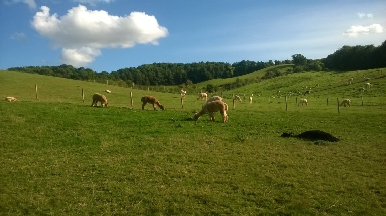 wp_20161015_14_42_40_pro