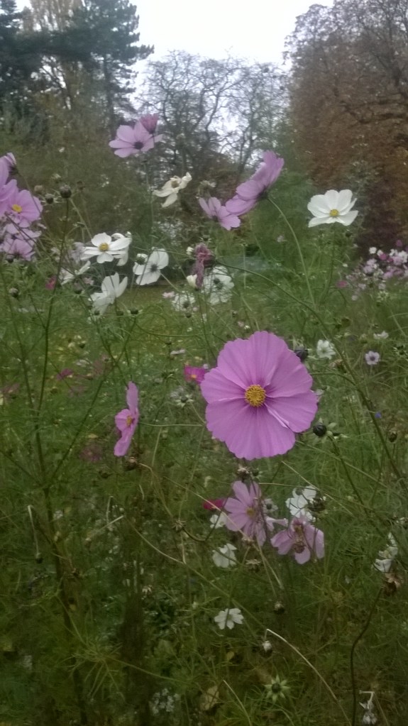 and if you know where to look you can still find cosmos