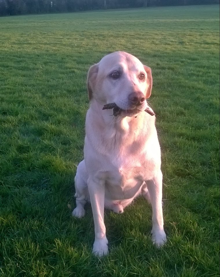 Special Happy Birthday to Old Alf who was 11 at the beginning of the month xx