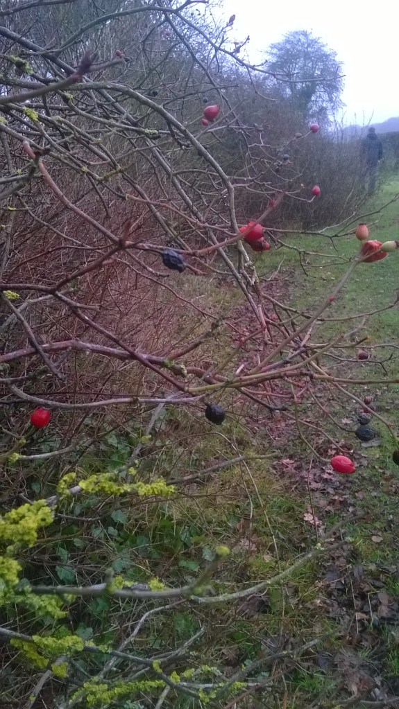 wp_20170108_14_46_39_pro