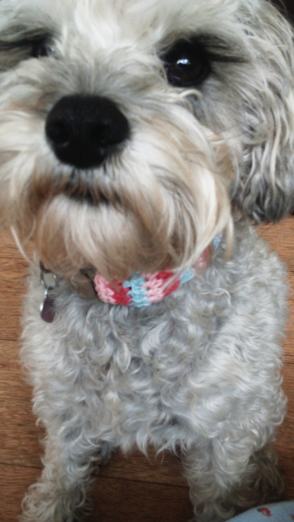free dog collar crochet pattern...simple free pattern which you can croche in under an hour