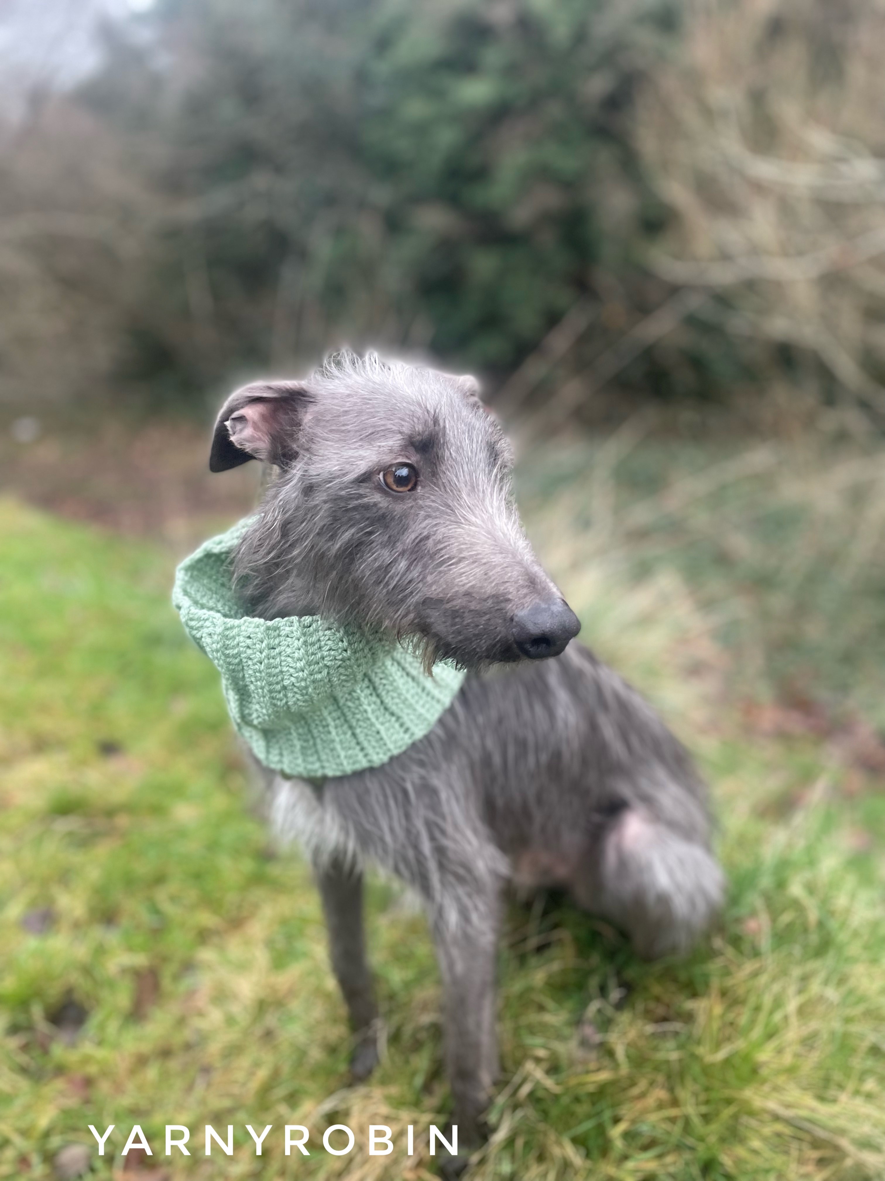 Grey dog wearing a  mint scarf 